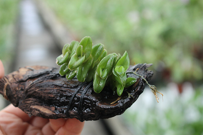 Epidendrum Gonzalez Tamayoi.jpg