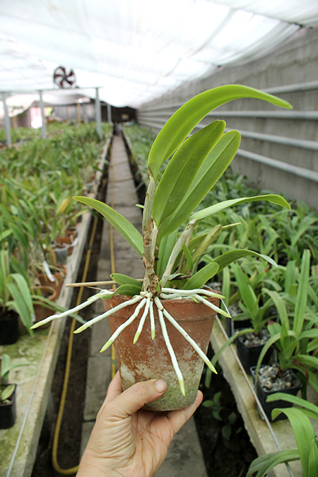 Cattleya maxima semi-alba 'La Pedrena'.jpg
