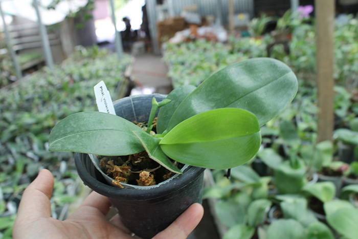 Phalaenopsis violacea indigo.jpg