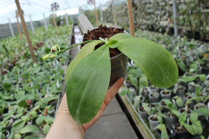 Phalaenopsis tetraspis 'C#1'.jpg