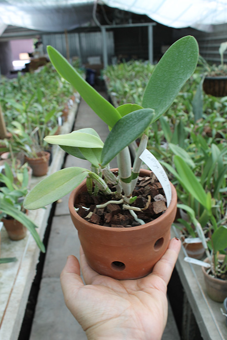 Cattlianthe White Bridal 'Yuki'.jpg