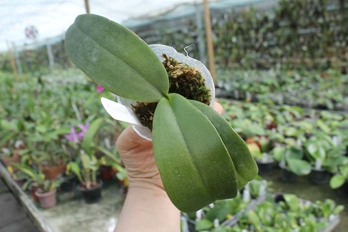 Phalaenopsis YangYang Gigan Cherry.jpg