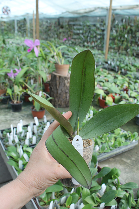 Phalaenopsis Silbergrube 'Chienlung'.jpg