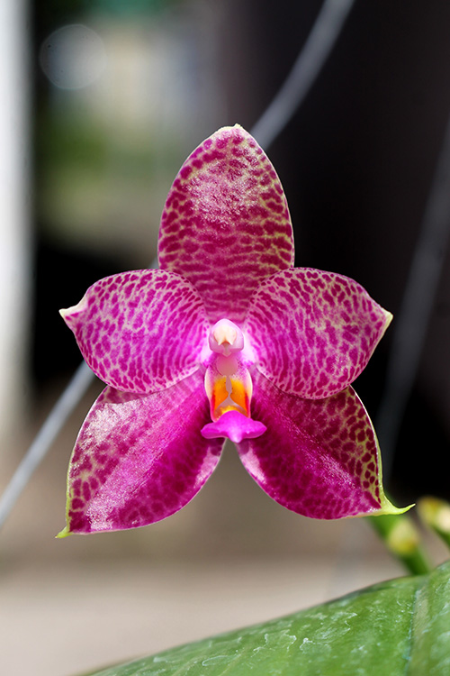 Phalaenopsis Mok Chou Yew 'Joy'.jpg