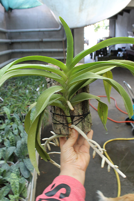 Aeridovanda Pothisarn.jpg