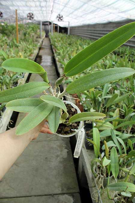 Cattleya trianae tipo 'Fine Variety' (98-8) x Cattleya trianae 'India' (10-8).jpg