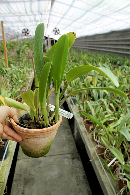 Cattleya trianae alba XXXX x Cattleya trianae amoena 'Rainha'.jpg
