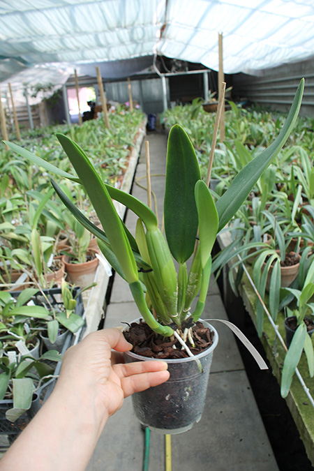 Cattleya gaskelliana coerulea 'Vista Linda' (Z-360) x Cattleya gaskelliana coerulea 'Boas Vista' (Z-360).jpg