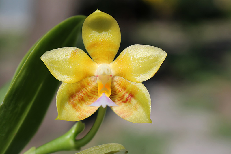 Phalaenopsis Yaphon Evergreen x Yungho Gelb Canary 'Joseph Wu'.jpg