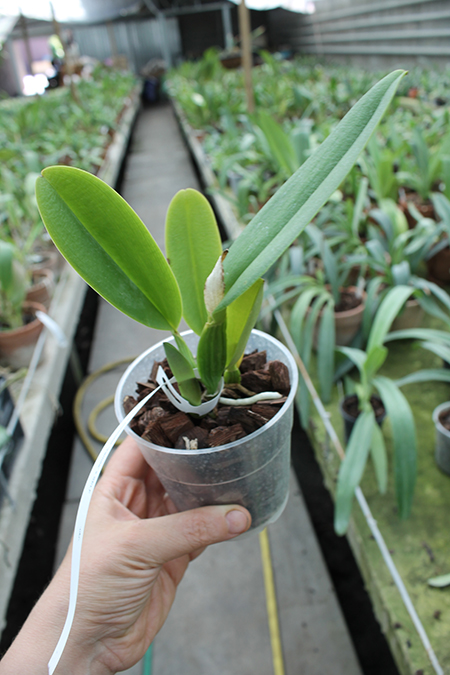 Cattleya gaskelliana concolor 'Yamile' SELF.jpg