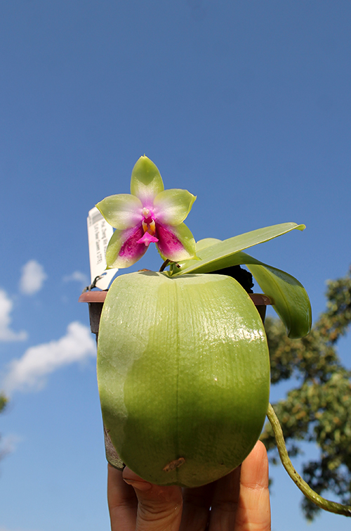 Phalaenopsis Zheng Min Muscadine x (Ld's Bear Queen x DTE).jpg