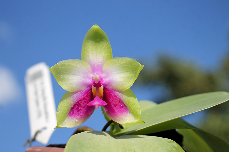 Phalaenopsis Zheng Min Muscadine x (Ld's Bear Queen x DTE).jpg