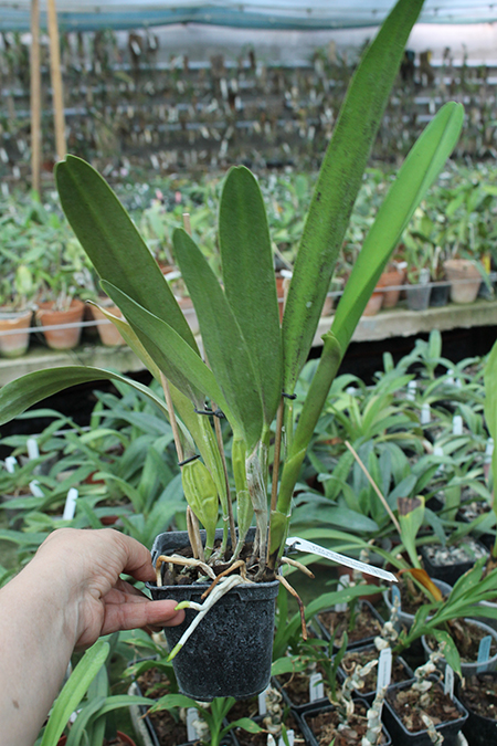 Laelia perrini concolor 'AWZ' x Laelia perrini delicata 'AM' XXXX.jpg