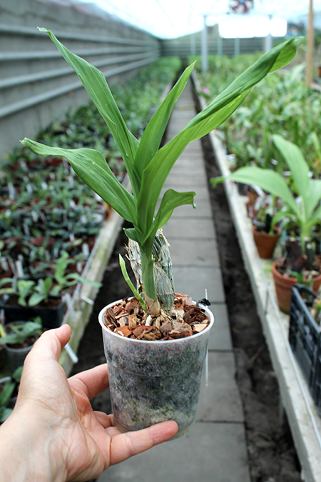 Catasetum Penang Jumbo Sweet Heart.jpg
