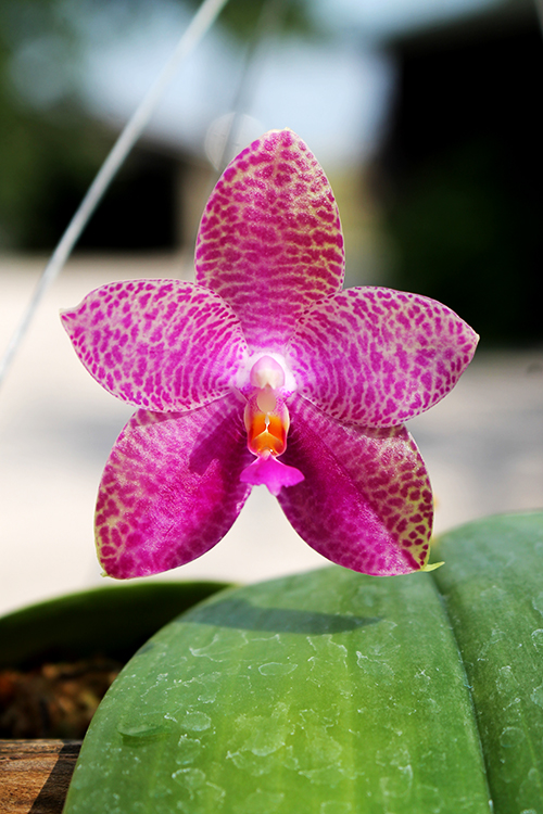 Phalaenopsis Mok Chou Yew 'Joy'.jpg