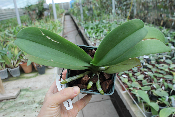 Dtps Lius Sakura.jpg