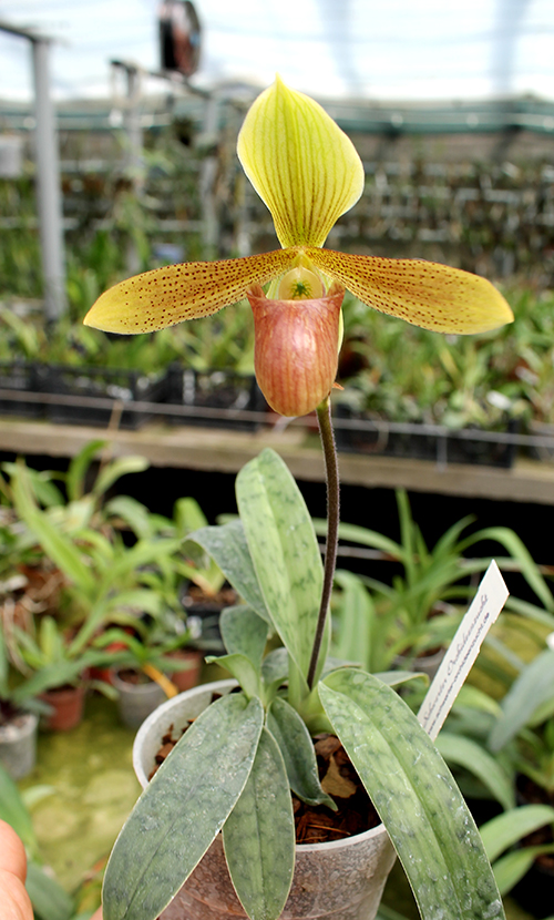 Paphiopedilum helenae x sukhakulii.jpg
