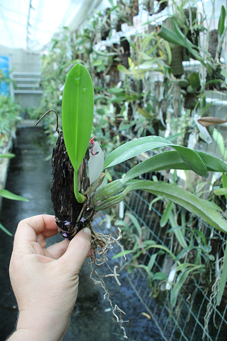 Laelia fidelensis.jpg