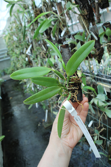 Laelia praestans concolor 'R Spadim' x 'Keco'.jpg