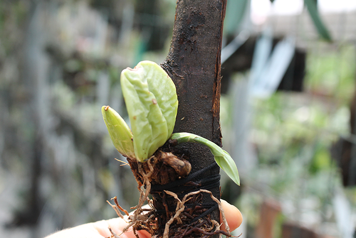 Lycaste dyeriana.jpg