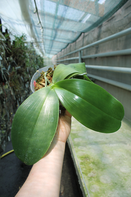Phalaenopsis gigantea x Mituo Coral Mambonosa.jpg