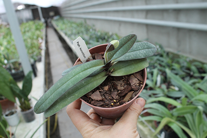 Paphiopedilum leucochilum.jpg