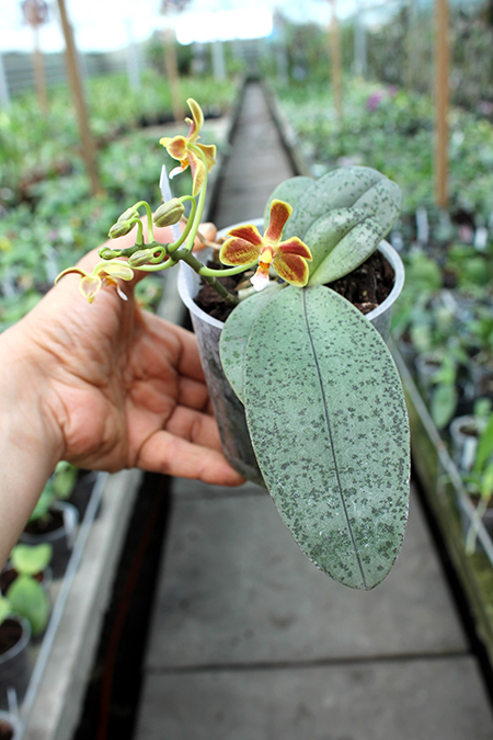 Phalaenopsis celebensis x mannii.jpg