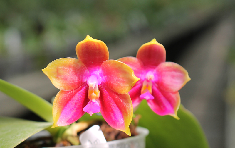 Phalaenopsis Mituo Sun Queen x Samera.jpg