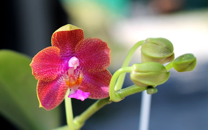Phalaenopsis (stuartiana x celebensis) x Ld’s Bear Queen.jpg