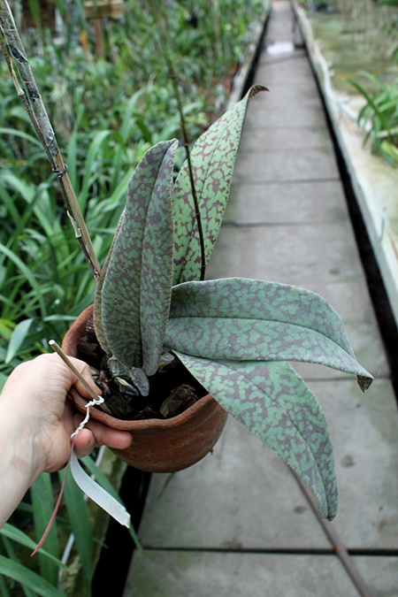 Psychopsis Mendenhall 'Hildos'.jpg