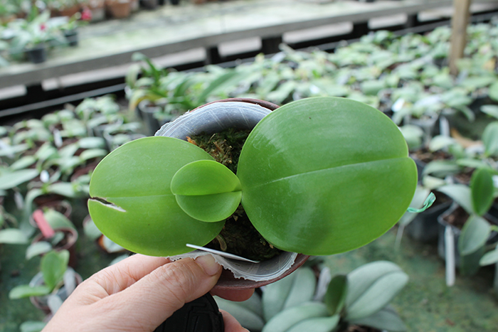 Phalaenopsis Mituo Sun x Palace Reef.jpg