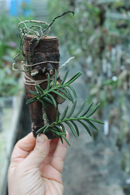 Omoea philippinensis.jpg