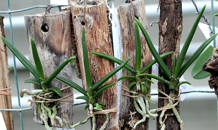 Paraphalaenopsis serpentilingua.jpg