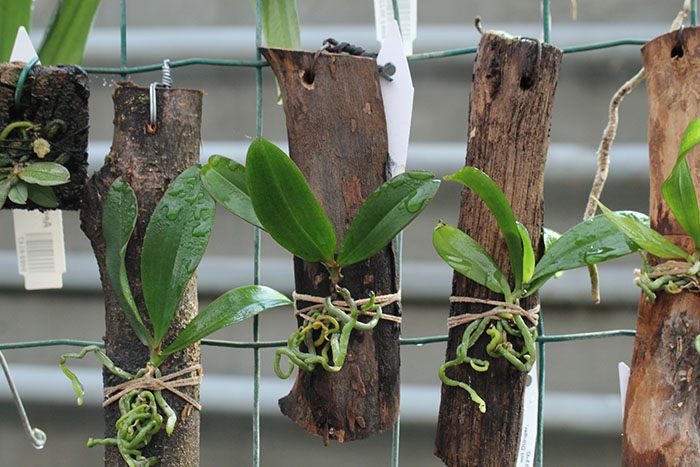 Aerangis fuscata.jpg