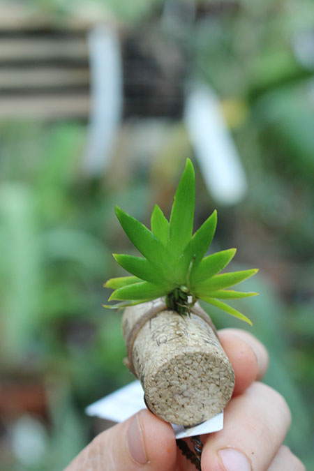 Psygmorchis pusilla.jpg