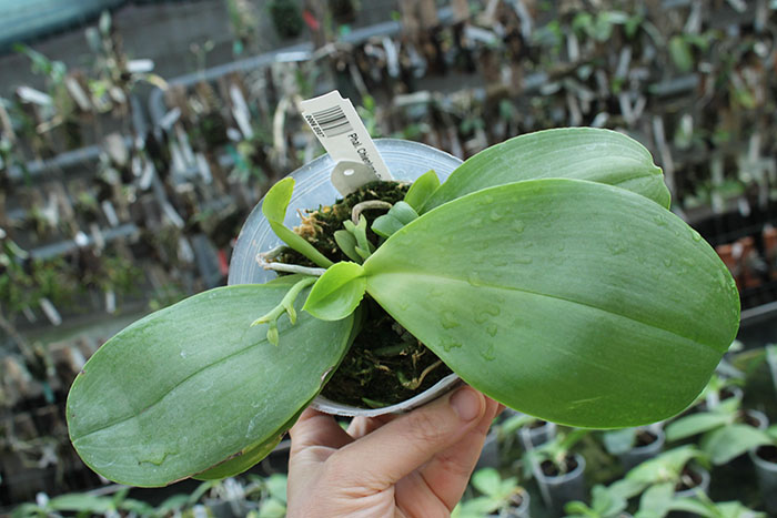 Phalaenopsis Chienlung Giant Leopard.jpg