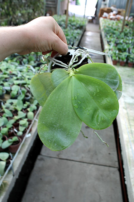 Phalaenopsis Yaphon Skype x (violacea alba x speciosa 'C -1').jpg