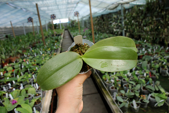 Phalaenopsis YangYang Gigan Cherry.jpg