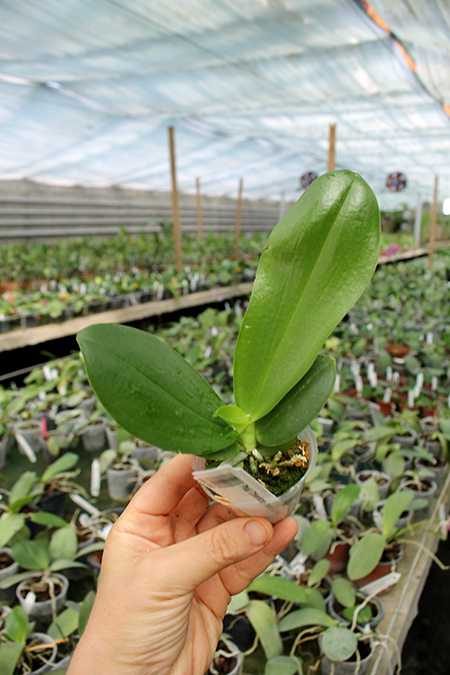 Phalaenopsis Chienlung Moon Lover.jpg