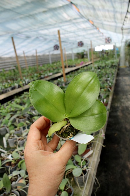 Phalaenopsis Chienlung Eagle King.jpg