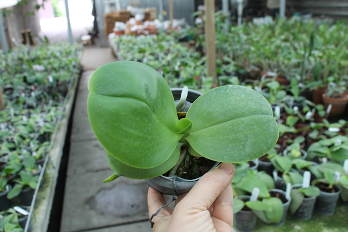 Phalaenopsis Mituo Sun 'Mituo #1' x Ld's Bear King 'YK-14'.jpg