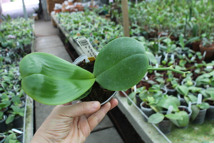 Phalaenopsis Mituo Sun 'Mituo #1' x Ld's Bear King 'YK-14'.jpg