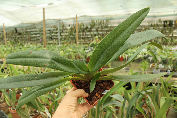 Paphiopedilum Delrosi (delenatii x rothschildianum).jpg