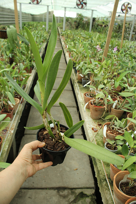 Laeliocattleya Mary Elizabeth Bohn 'Akiyama'.JPG