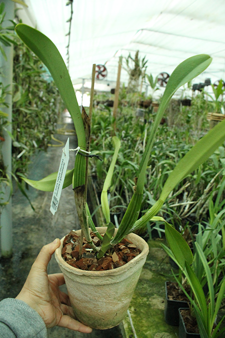 Cattleya Eva's Fabula Gloriosa (dowiana x gaskelliana).jpg