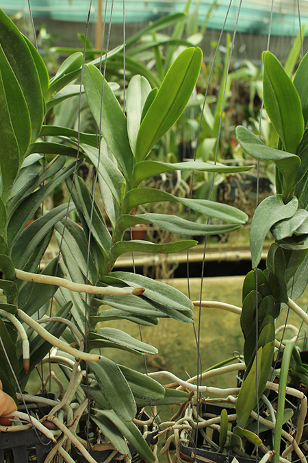 Christensonia vietnamica x Aerides houlletiana.jpg