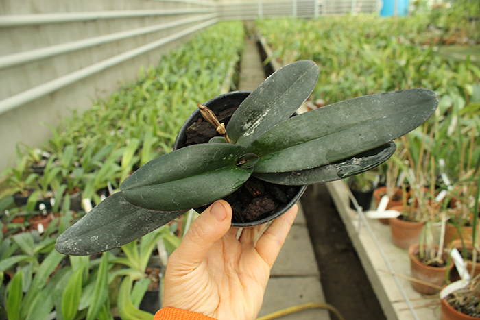 Paphiopedilum godefroyae.jpg