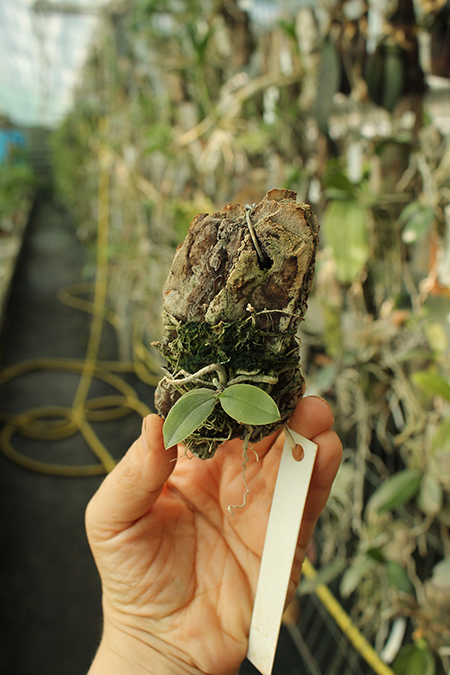 Phalaenopsis zebrina.jpg