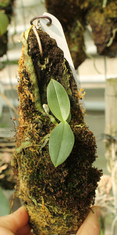 Phalaenopsis parishii.jpg