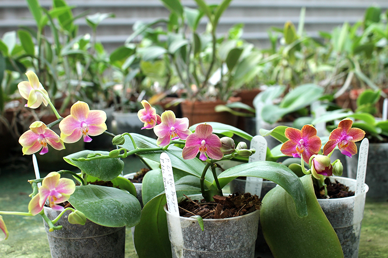 Phalaenopsis (stuartiana x celebensis) x Ld’s Bear Queen.jpg